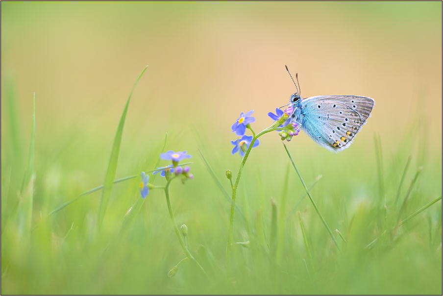 ~ Polyommatus amandus ~