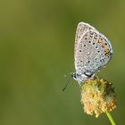 Polyommatus amandus , Amanda blue 2