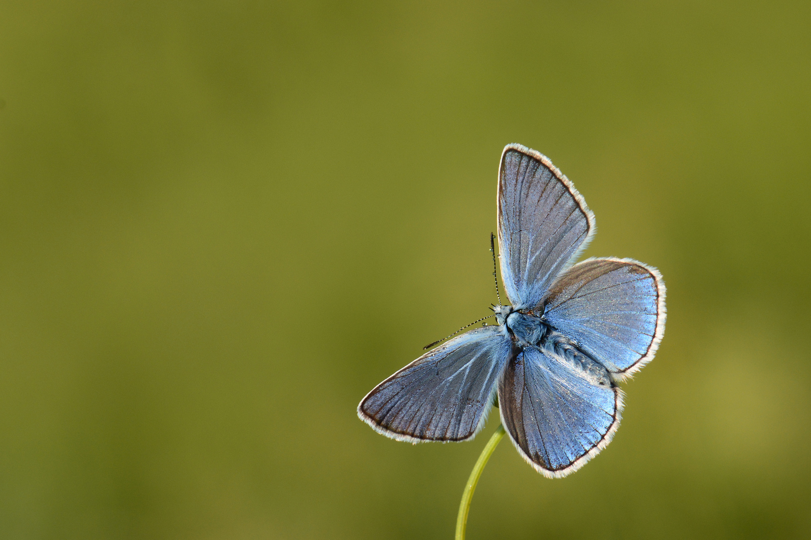 Polyommatus amandus , Amanda blue