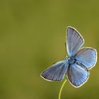 Polyommatus amandus , Amanda blue