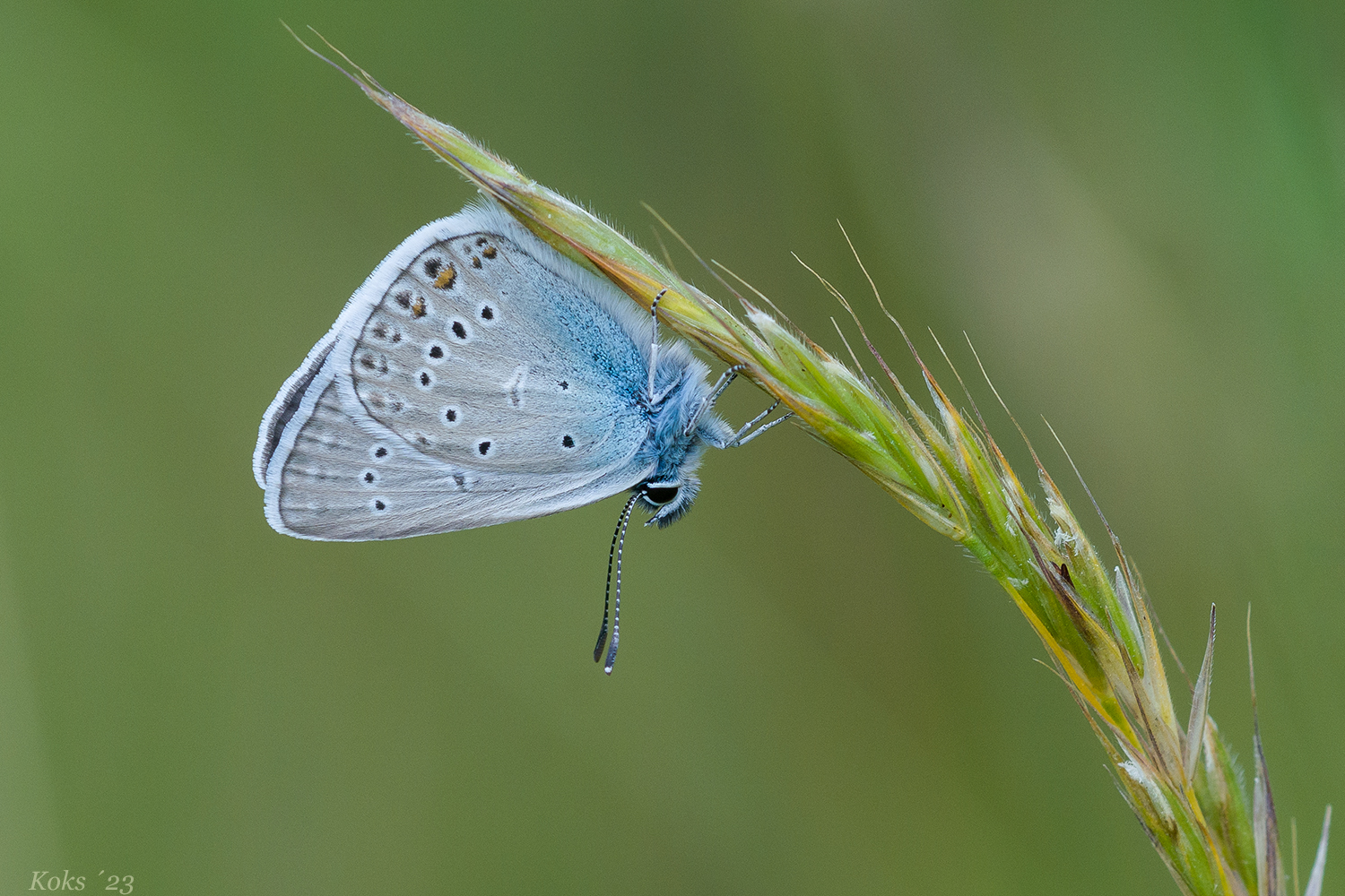 Polyommatus amandus