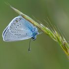 Polyommatus amandus