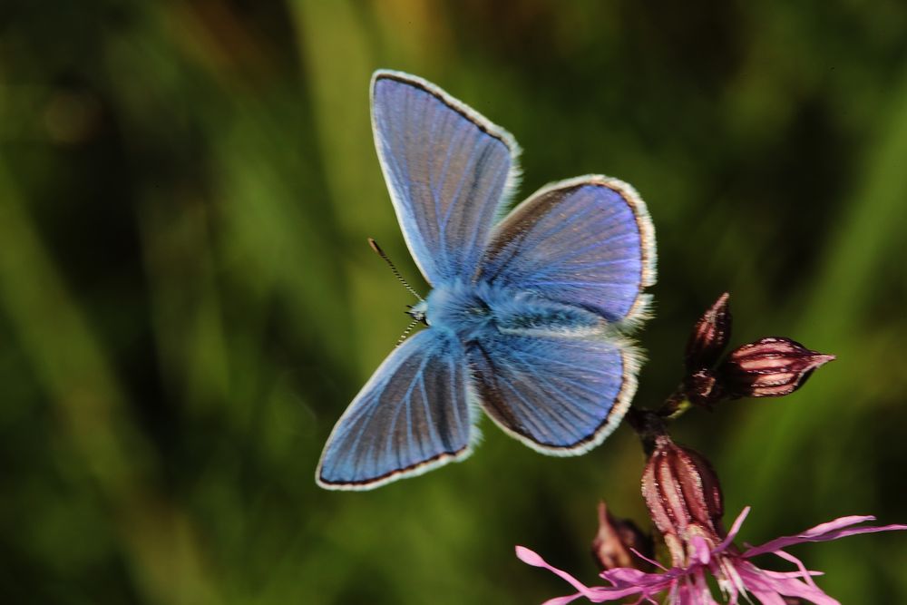 Polyommatus amandus