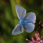 Polyommatus amandus