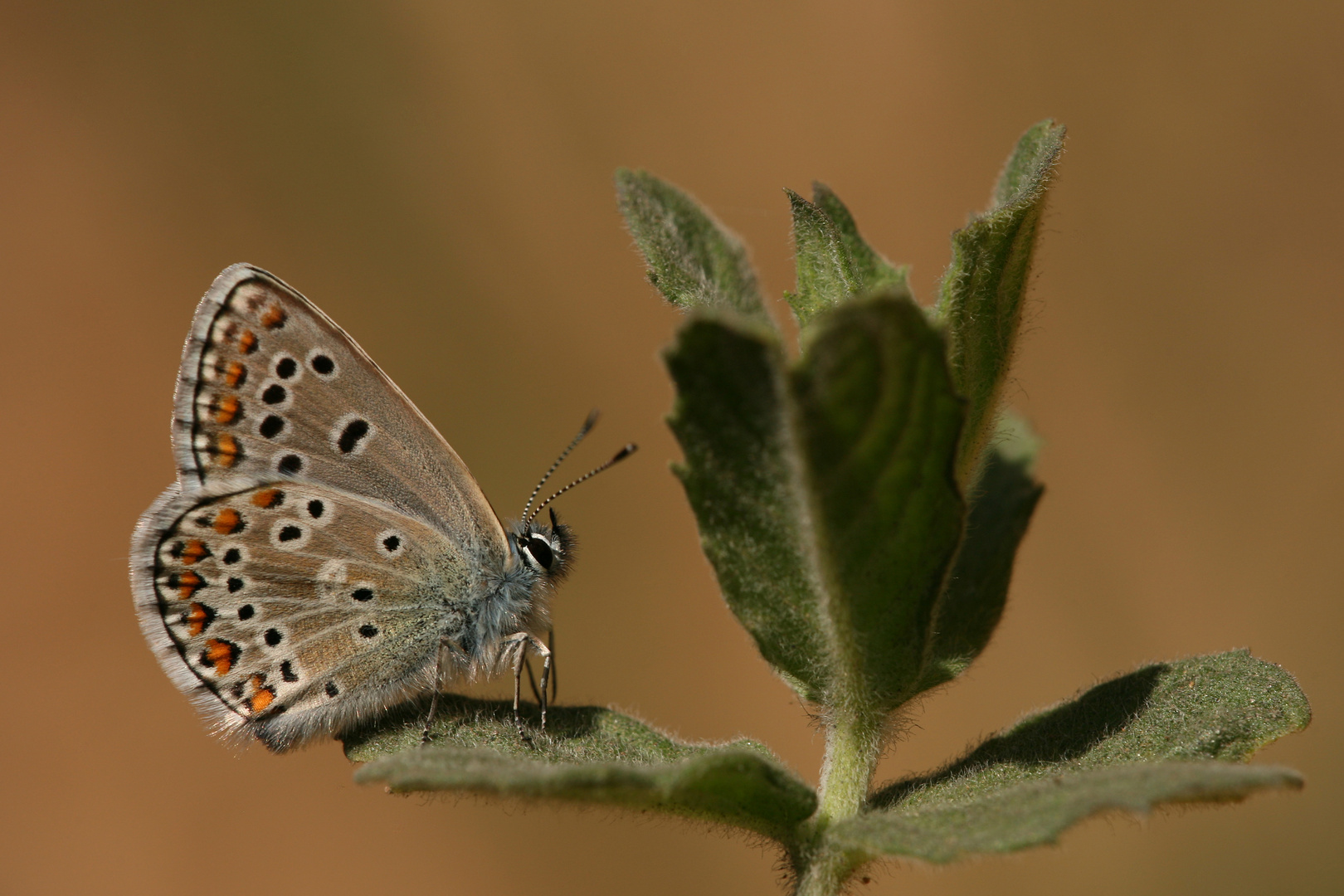 Polyommatus anteros , Blue argus