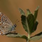 Polyommatus anteros , Blue argus