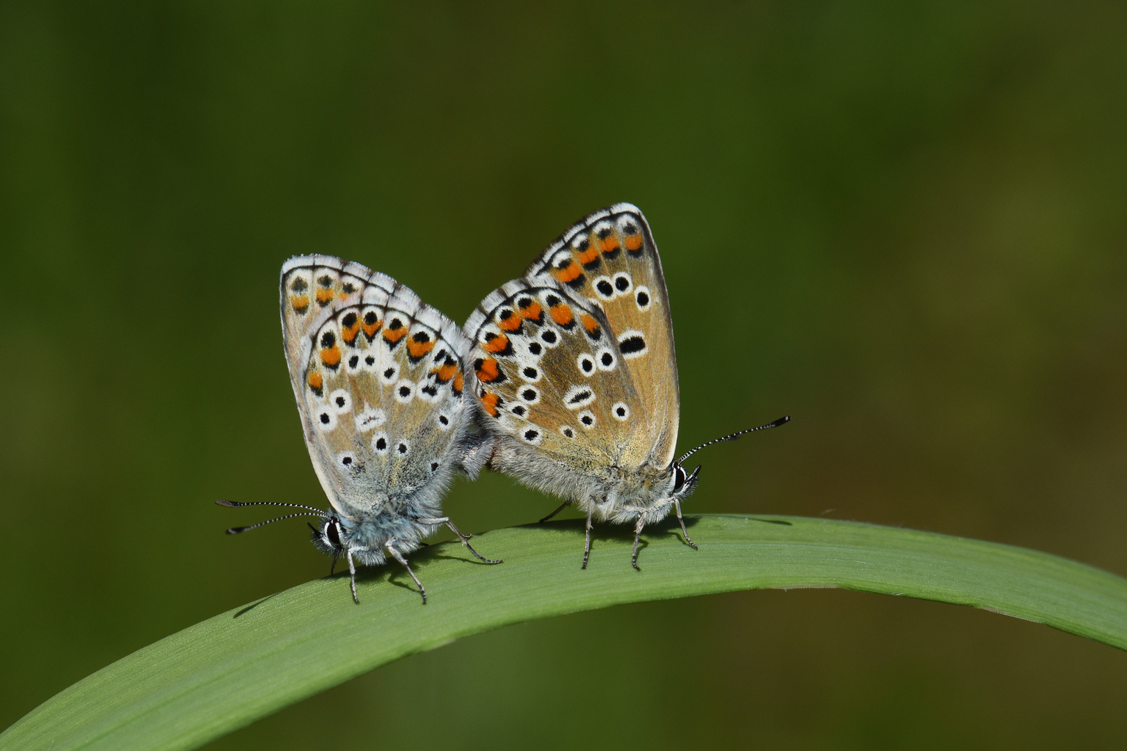 Polyommatus anteros » Blue Argus