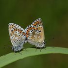 Polyommatus anteros » Blue Argus