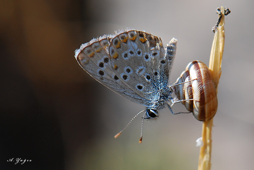 Polyommatus anteros