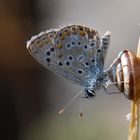 Polyommatus anteros