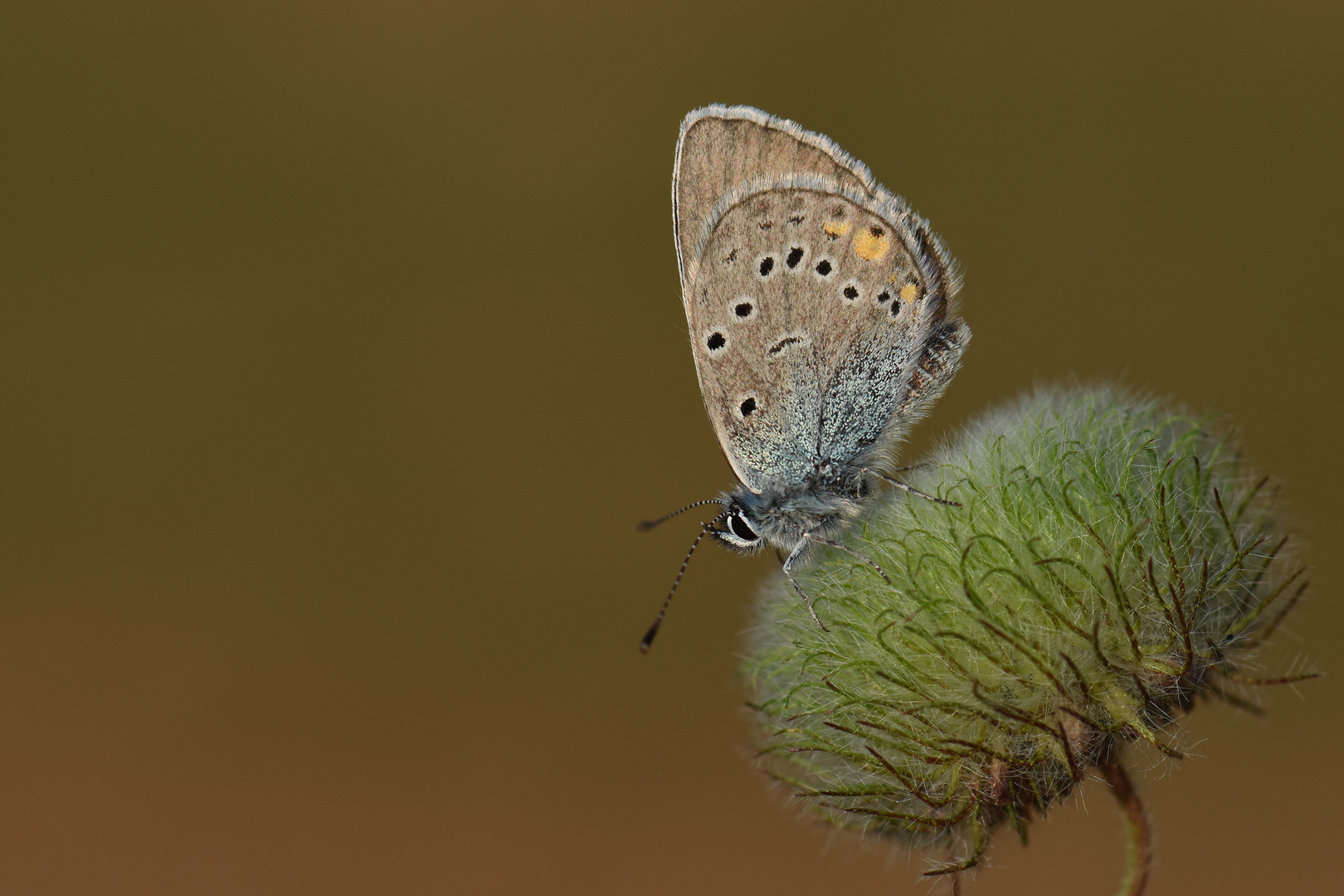 Polyommatus antiochenus