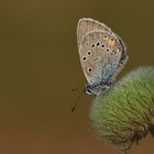 Polyommatus antiochenus