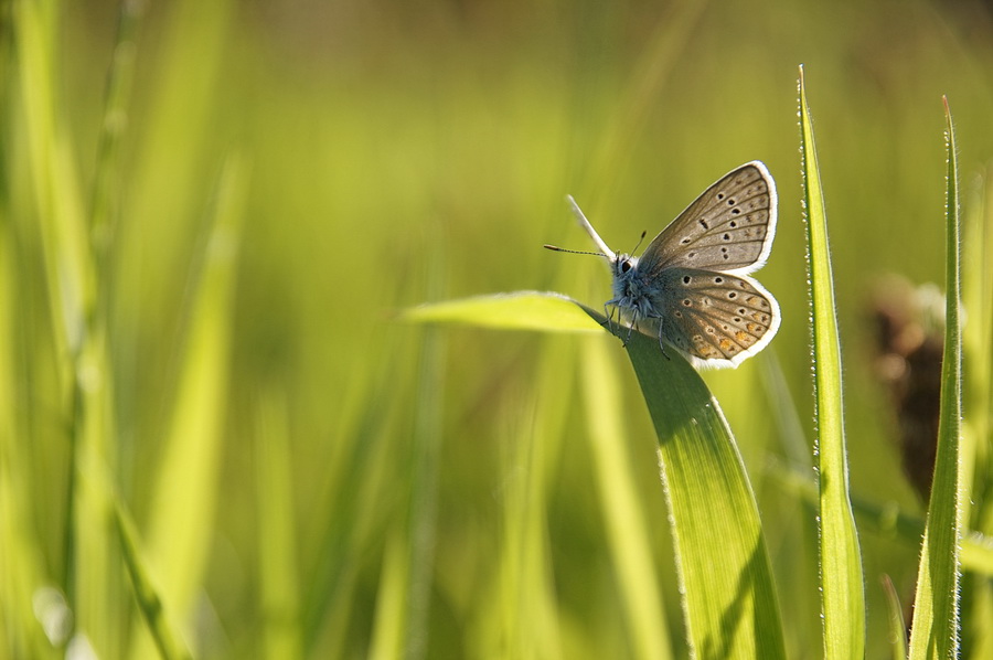 Polyommatus