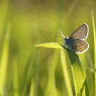 Polyommatus