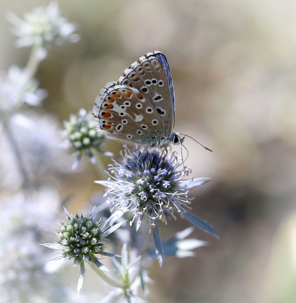 Polyommatus bellargus 2