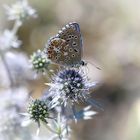 Polyommatus bellargus 2