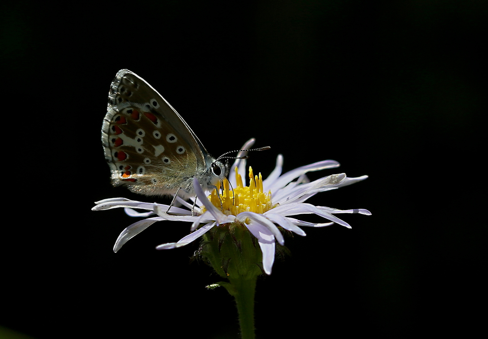 Polyommatus bellargus