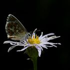 Polyommatus bellargus