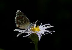 Polyommatus bellargus