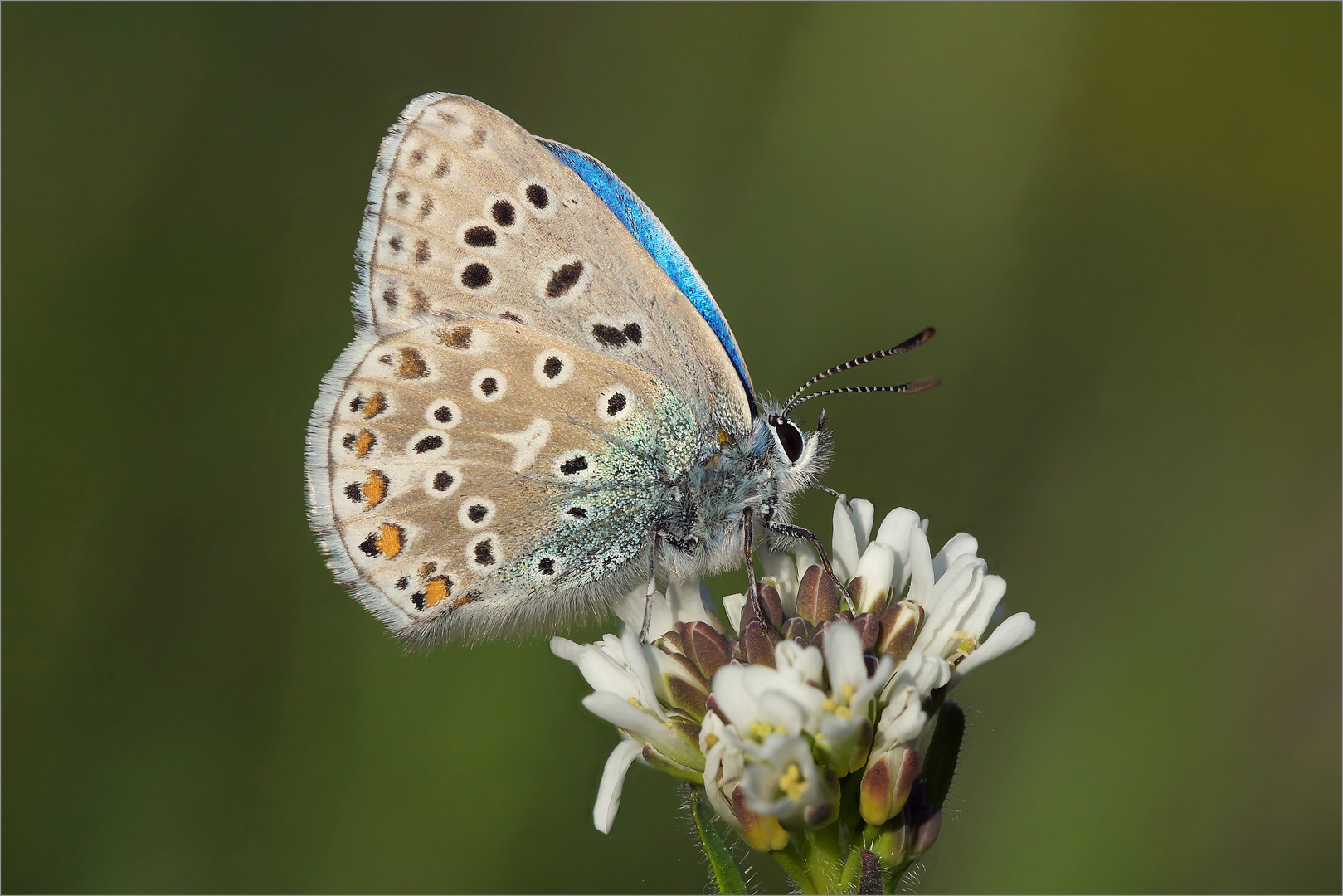 Polyommatus bellargus