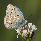 Polyommatus bellargus