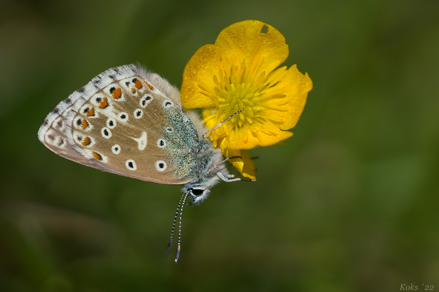 Polyommatus bellargus