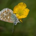 Polyommatus bellargus