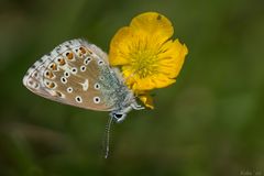 Polyommatus bellargus