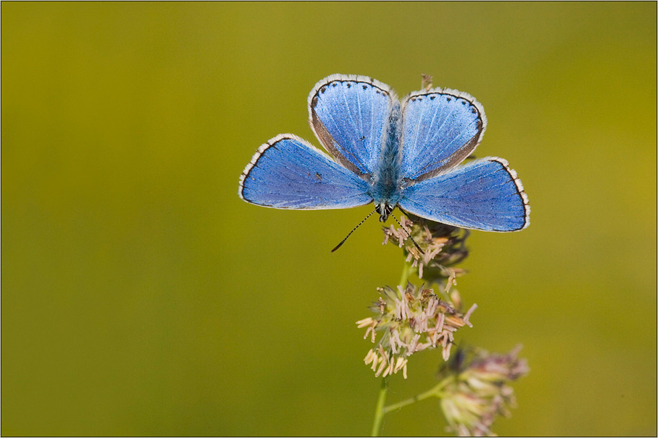 Polyommatus bellargus