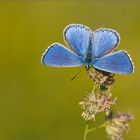 Polyommatus bellargus