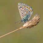 Polyommatus bellargus