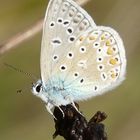 Polyommatus bellargus