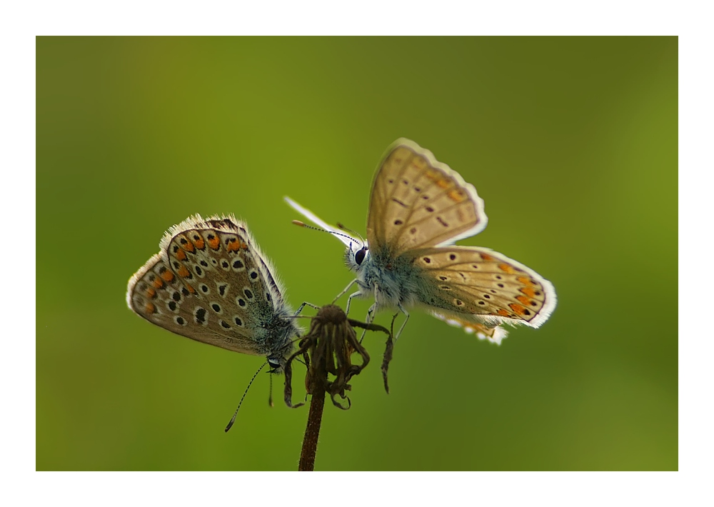 Polyommatus bellargus bei der Partnerwahl