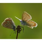 Polyommatus bellargus bei der Partnerwahl