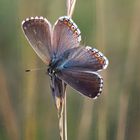 Polyommatus bellargus