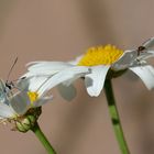 Polyommatus bellargus