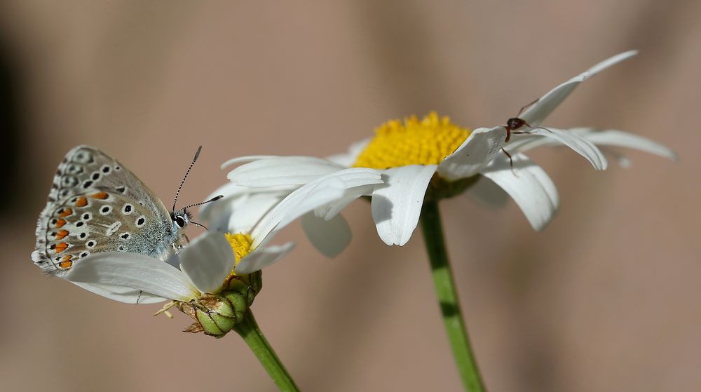 Polyommatus bellargus