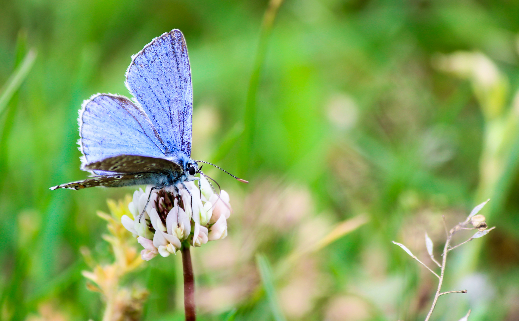 Polyommatus bellargus