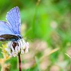 Polyommatus bellargus