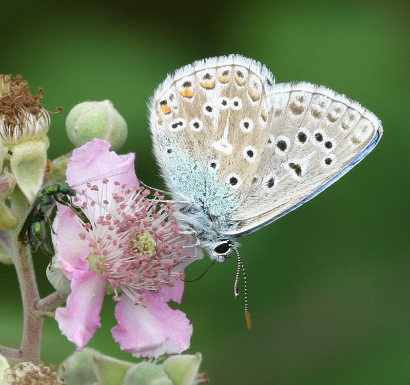 Polyommatus bellargus