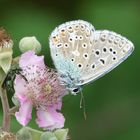 Polyommatus bellargus