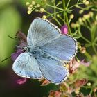 Polyommatus bellargus male