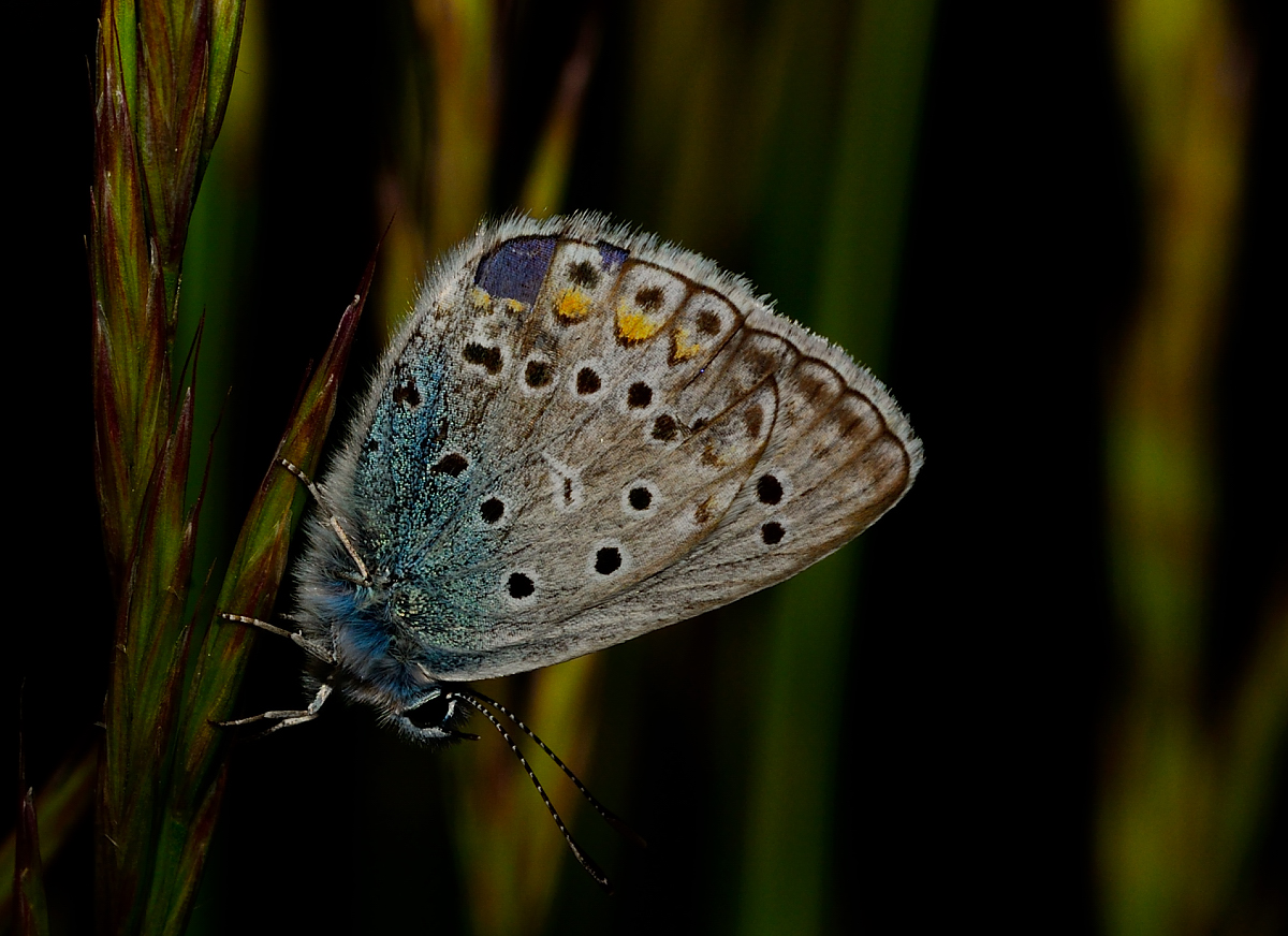 Polyommatus bellargus (Rottemburg,1775) Lepidoptera Lycaenidae