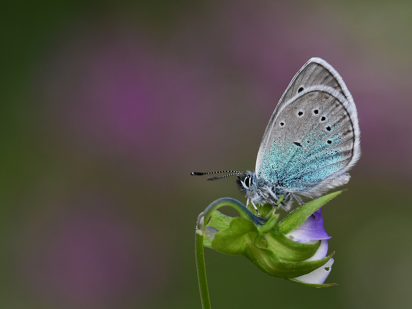 Polyommatus coelestinus