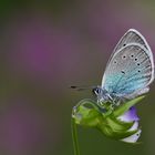 Polyommatus coelestinus