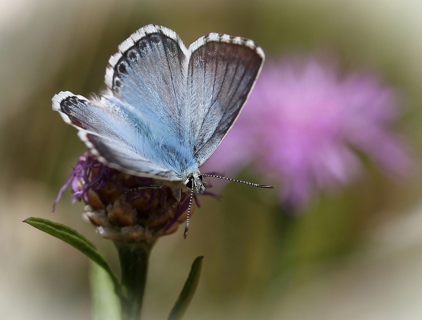 Polyommatus coridon Foto & Bild schmetterlinge, makro, natur Bilder