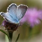 Polyommatus coridon