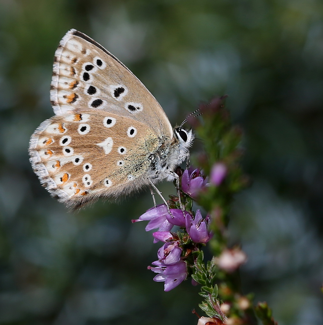 Polyommatus coridon 2