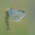 Polyommatus coridon