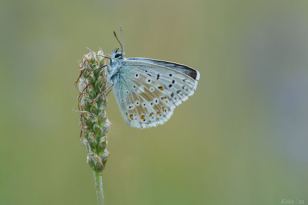 Polyommatus coridon